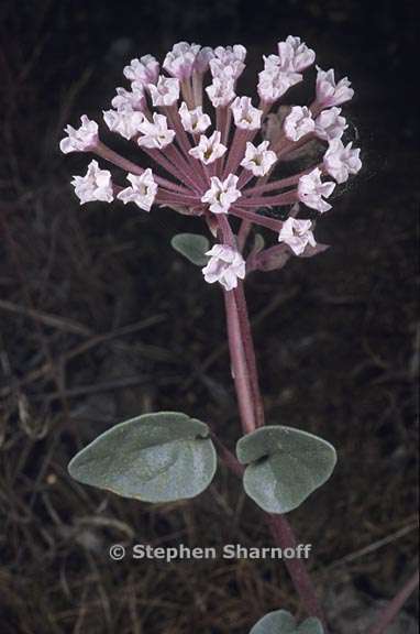 abronia turbinata 1 graphic